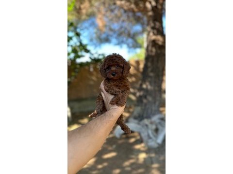 Sağlık ve ırk garantili toy poodle yavrularımız 
