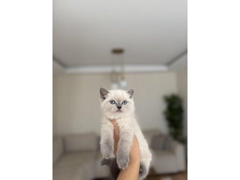 Güzeller güzeli brıtısh shorthair yavrularım 