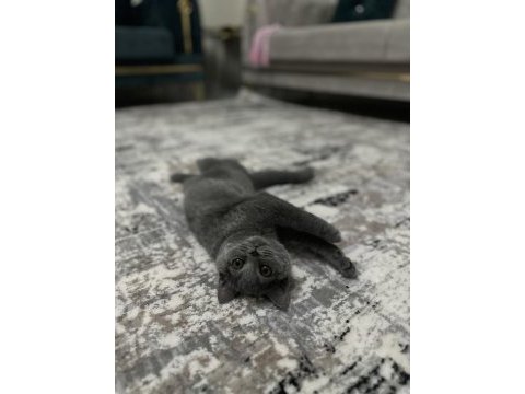British shorthair 3 aylık