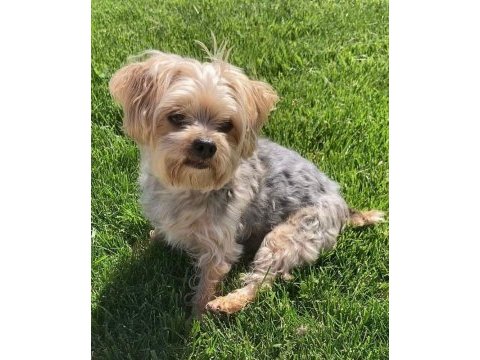 Mama karşılığı köpeğimizi sahiplendirme