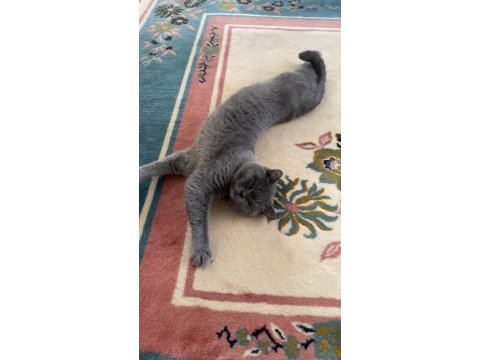 British shorthair dumana yuva arıyoruz