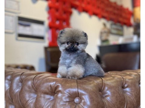 Mikro tea cup orange ayı surat pomeranian boo