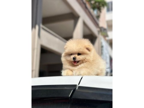 Pomeranian boo yavrularımız orijinal