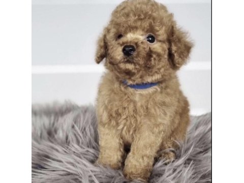 Toy poodle köpekler