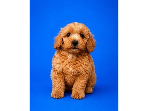 Irk ve sağlık garanti orjinal maltipoo