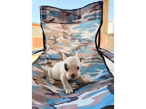 Standart french bulldog bal bebekler