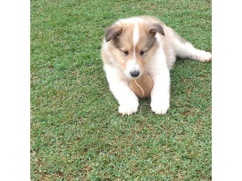 Rough collie ( lessie ) yavruları