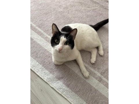 En keyifli vaktiniz kedimiz turşucukla geçecek