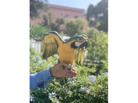 Macaw papağanı yavrusu yok böyle güzeli