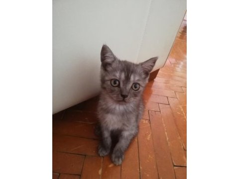 60 günlük british shorthair yavrular