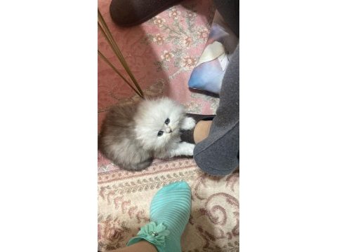 A kalite safkan chinchilla kedim