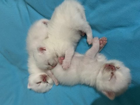 Son 2 yavru british shorthair