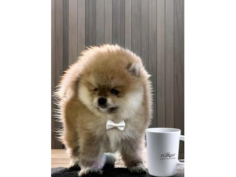 Turuncu renk ayı surat pomeranian boo 2 aylık erkek yavrum