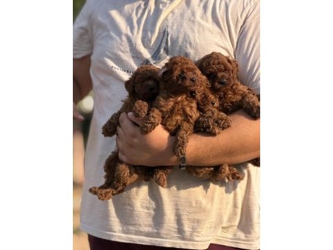 Çiş eğitimli aşılı küçük boy poodle 