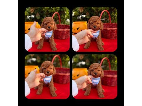 Toy poodle yavrular