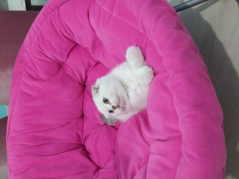British shorthair safkan yavrularım