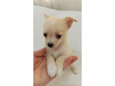 Teacup chihuahua yavrular mersin tarsus
