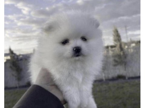 Pomeranian boo beyaz köpeğimiz