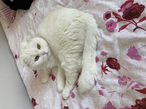 Scottish fold 3 yaşında