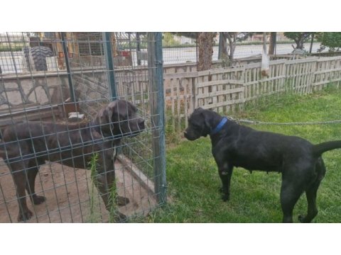 Corsotürk den garantili safkan cane corso yavrular
