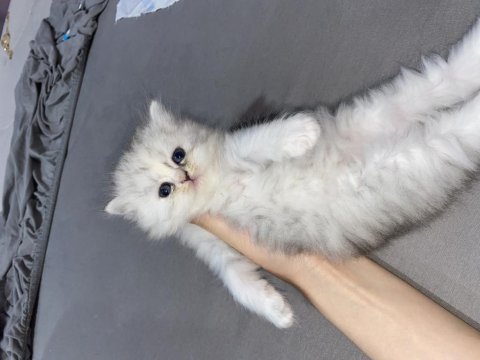 British longhair/ british shorthair