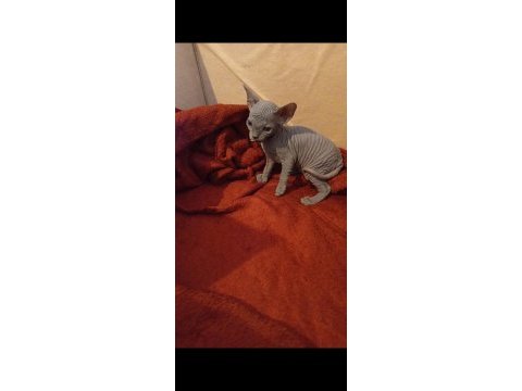 0 tüy sfenks kedisi van ve çevresi uygun