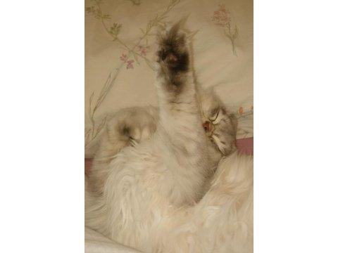 British longhair kızımıza yuva arıyoruz