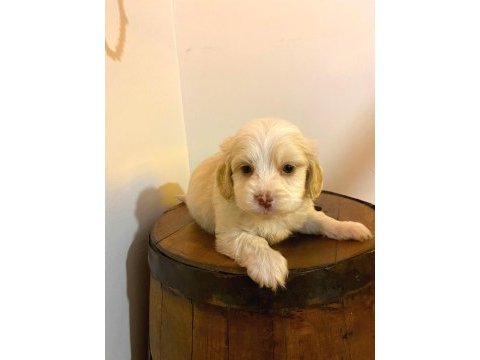 A kalite maltipoo bebeklerimiz