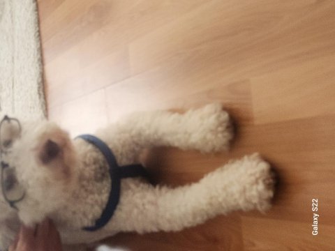 Terrier ve poodle melezi ömürlük yuva arıyor