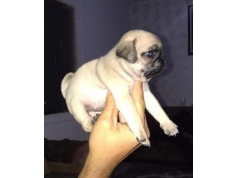 Pug mops yavrular