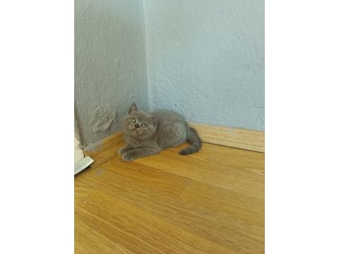 British shorthair erkek yavrumuz