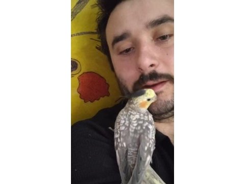 Full evcil a kalite sultan papağanı ısırma vs yapmaz