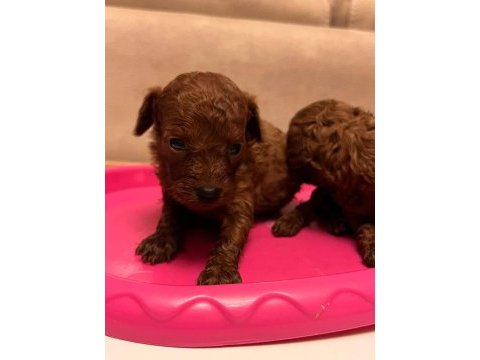 30 gün sonra sütten kesilecek poodle