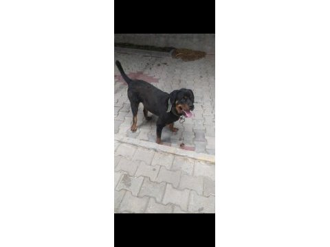 3 yaşında rottweiler dişi