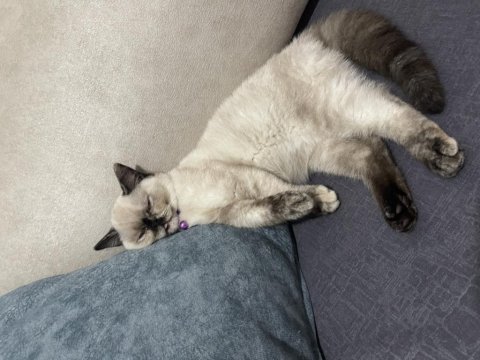Sütlaç yuva arıyor british shorthair