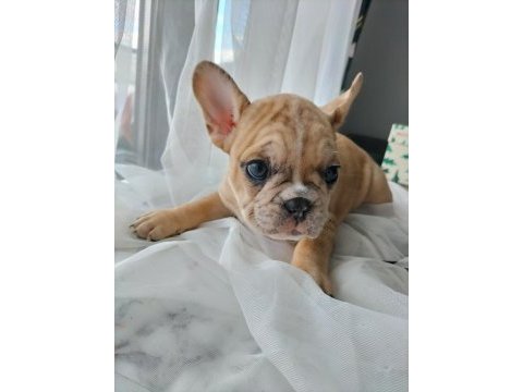 Harekeli egzotik french bulldog bebişler