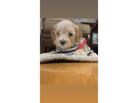 Son 2 maltipoo ev ortamı orjinal