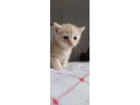British shorthair kediler