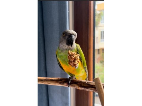 Senegal papağanı