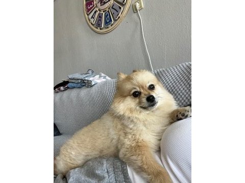 Pomeranian 3 yaşında