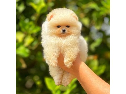 Irk ve sağlık garantili orjinal pomeranian yavruları