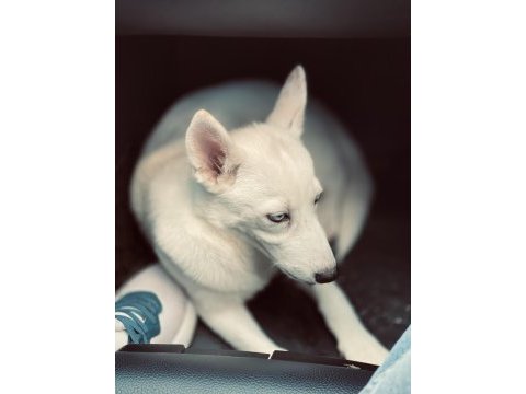 Yavru sibirya (husky)