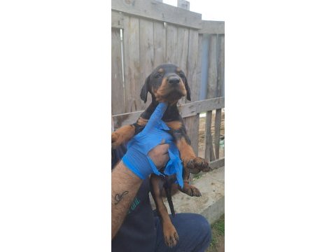 Orjinal blue ve europe doberman