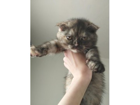 Scottish fold dişi 3 aylık