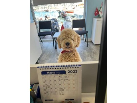 1 yaşında toy poodle erkek