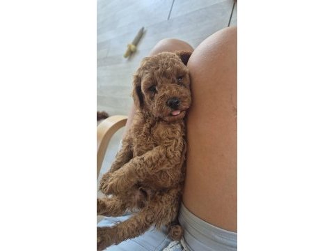 İzmir güzel poodle yavrular