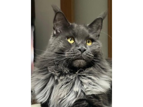 Sağlık ve ırk garantili minik maine coon devler