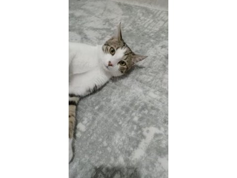 Çok akıllı evcil kedimiz