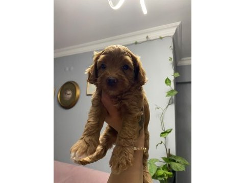 11 haziran doğumlu 4 adet erkek toy poodle