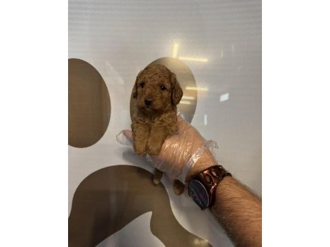 Toy poodle safkan yavrularımız